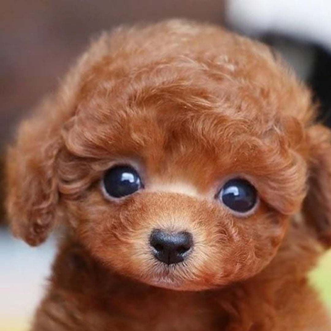 TOTÓ - Realistický Pes Ana1 30 euros